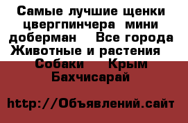 Самые лучшие щенки цвергпинчера (мини доберман) - Все города Животные и растения » Собаки   . Крым,Бахчисарай